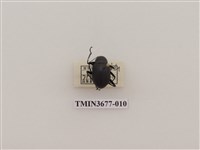 藏品(偽步行蟲)的圖片